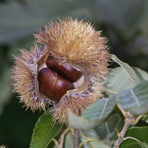 Black Cherry Tree – Green Thumbs Garden