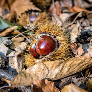 Hybrid Chestnut Tree