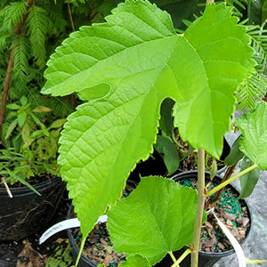 Illinois Everbearing Mulberry