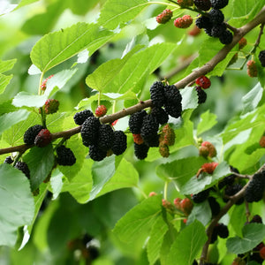 Illinois Everbearing Mulberry