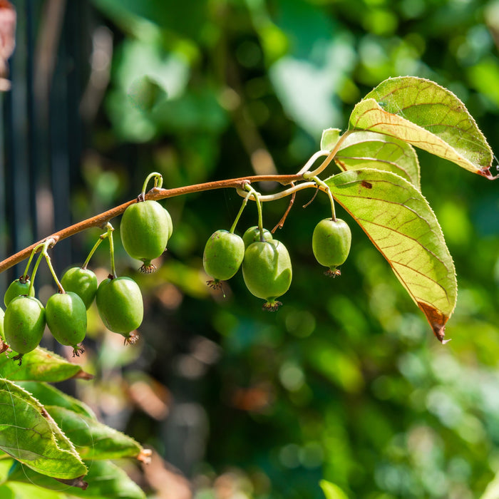 Issai Hardy Kiwi Vine