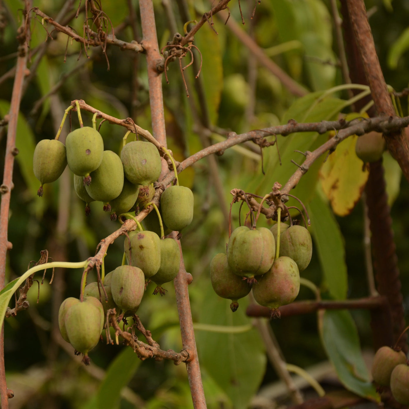 Issai Kiwi Plant