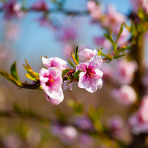 June Gold Peach Tree