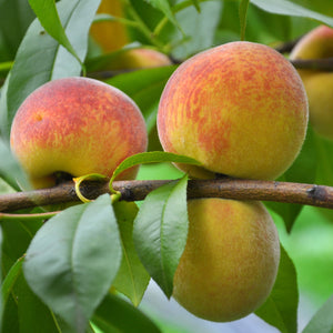 June Gold Peach Tree