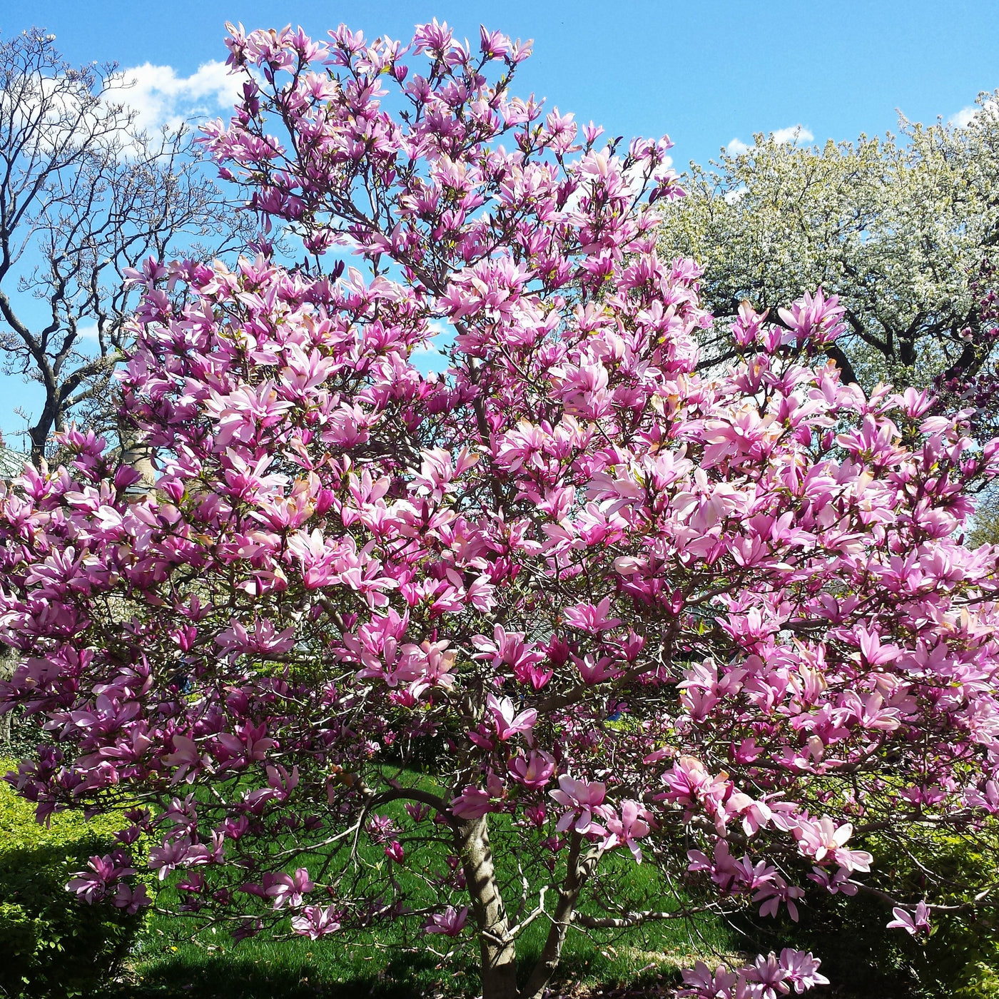 Jane Magnolia Tree Green Thumbs Garden Jane Magnolia Tree Green Thumbs Garden
