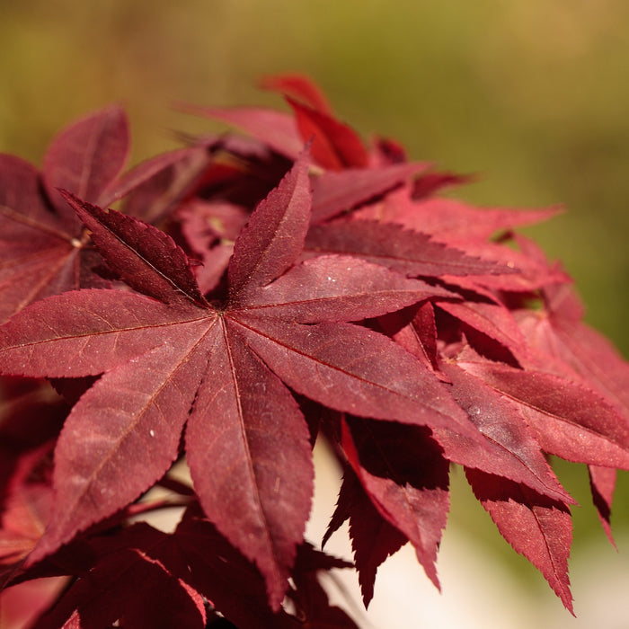 Red Japanese Maple Tree