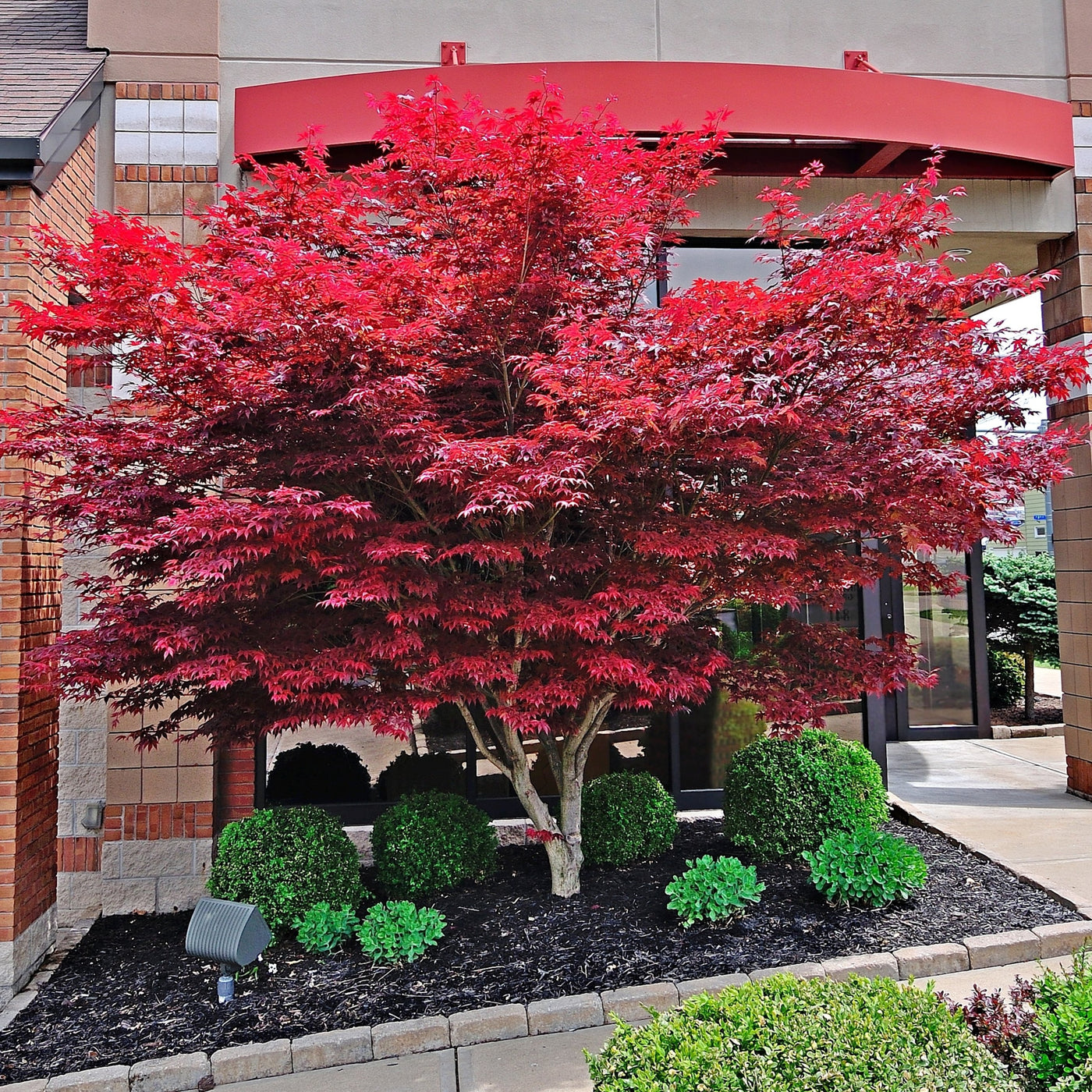 Red Japanese Maple Tree – Green Garden
