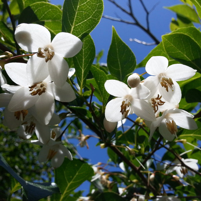 Japanese Snowbell Tree