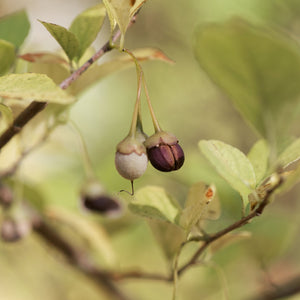 Japanese Snowbell Tree