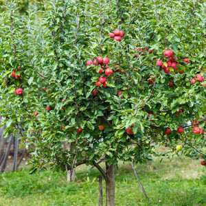 Jonagold Apple Tree Bare Root