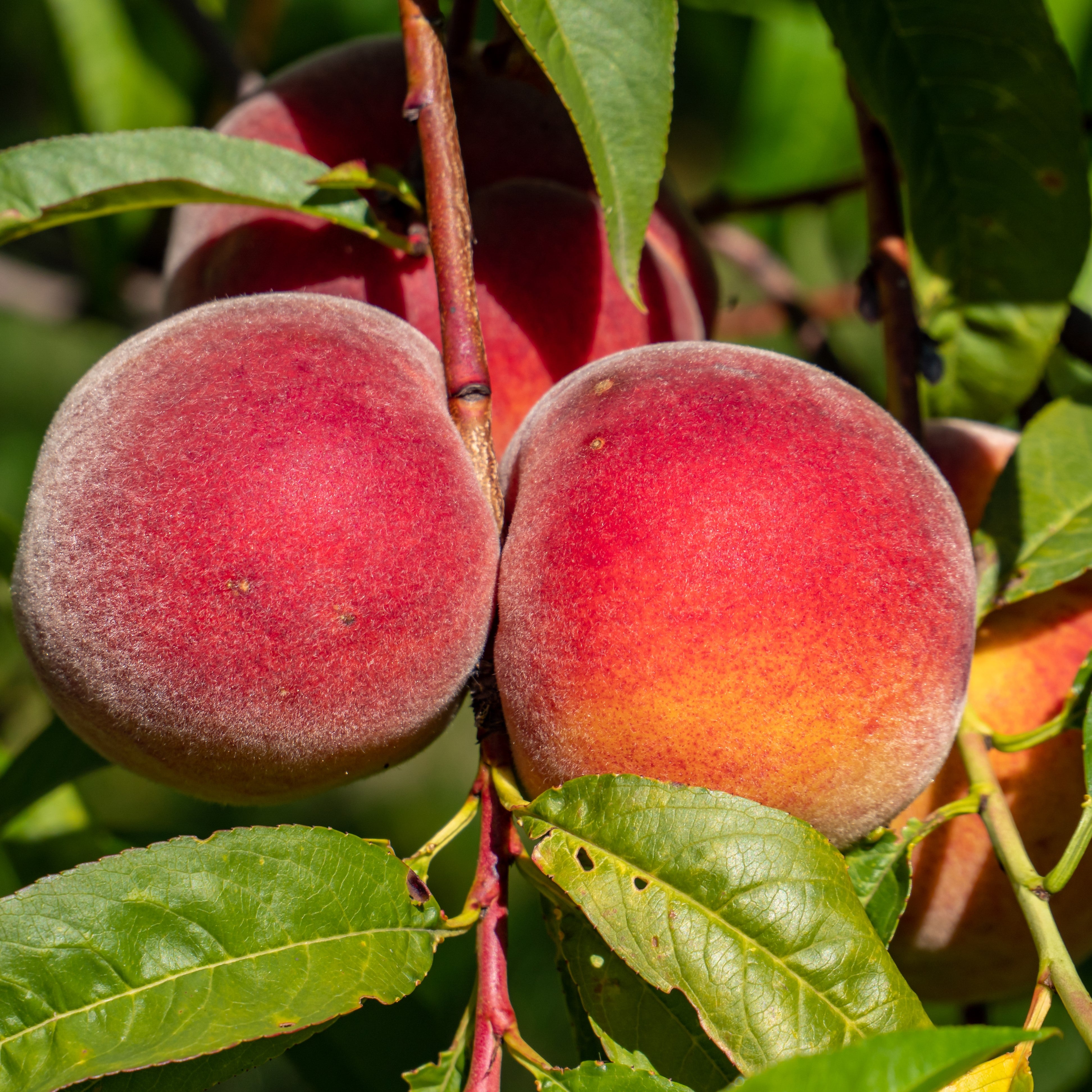 洋楽 Pollen. Peach tree. JunePrincePeach1.jpg?v=1630520224