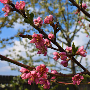 June Prince Peach Tree