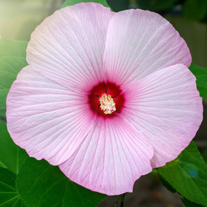 Kopper King Hibiscus Shrub