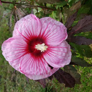 Kopper King Hibiscus Shrub