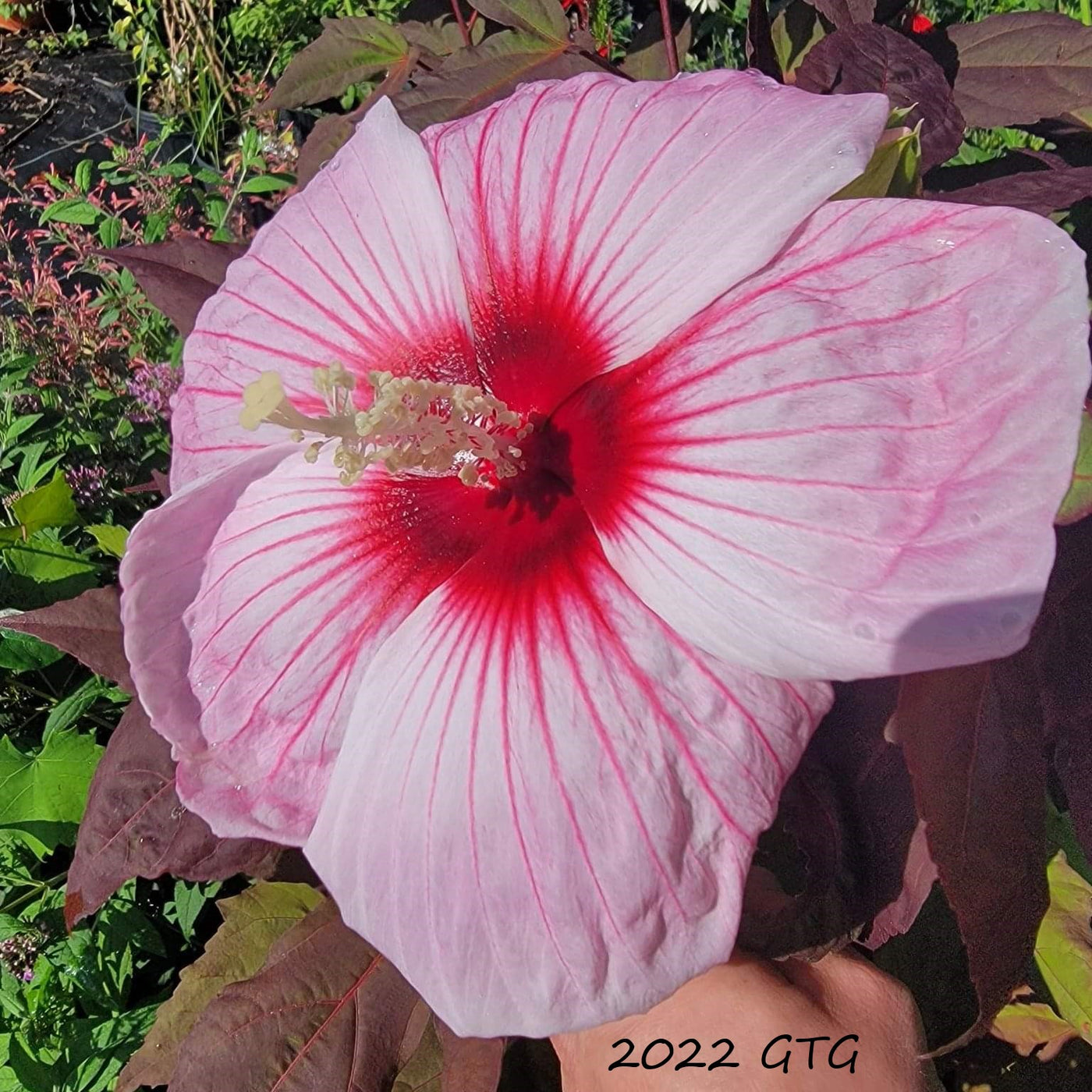 Dried Hibiscus Flower - Quality Sourcing with Fluna