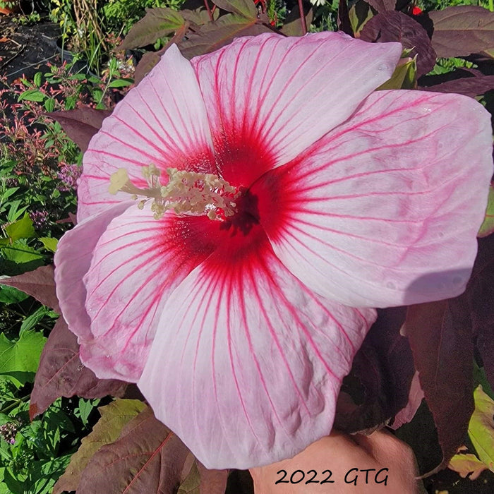 Kopper King Hibiscus Shrub