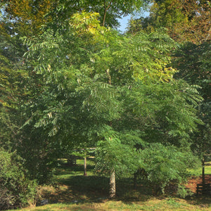 Kentucky Coffeetree