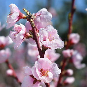 Karla Rose Nectarine Tree