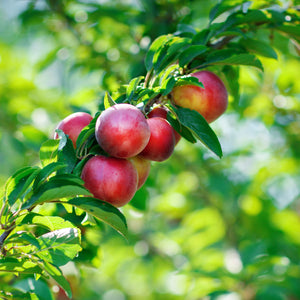 Karla Rose Nectarine Tree