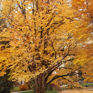 Katsura Tree