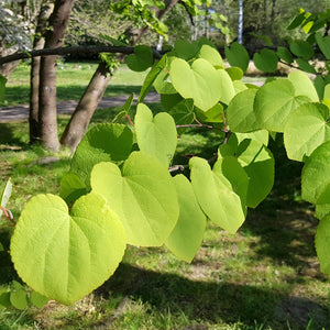 Katsura Tree