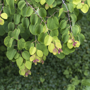 Katsura Tree