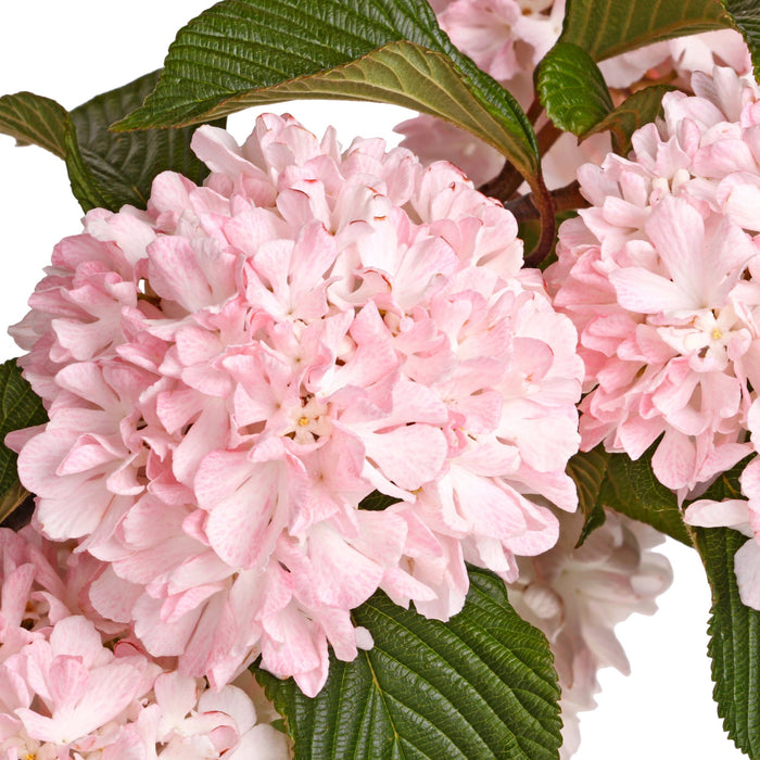 Kern's Doublefile Viburnum