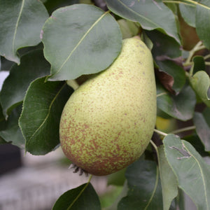 Kieffer Pear Tree