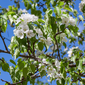 Kieffer Pear Tree