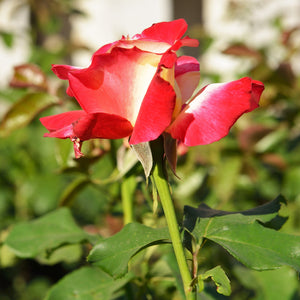 Kordes Perfecta Hybrid Tea Rose