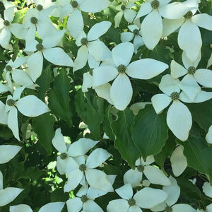 Kousa Dogwood Tree GT