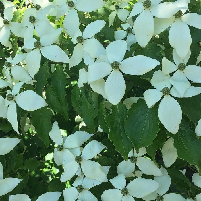 Kousa Dogwood Tree