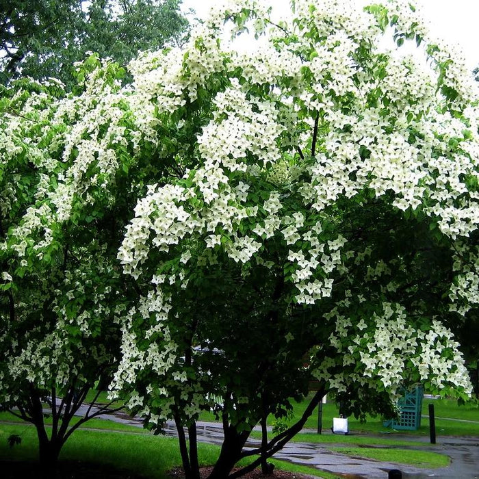 Kousa Dogwood Tree GT