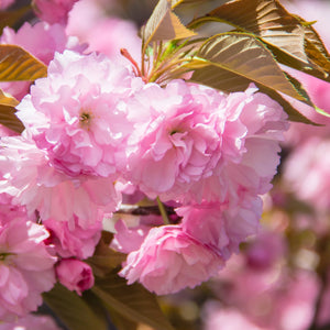 Kwanzan Cherry Tree GT