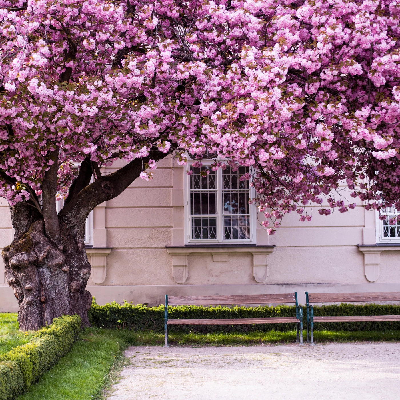 Popular Flowering Cherry Trees