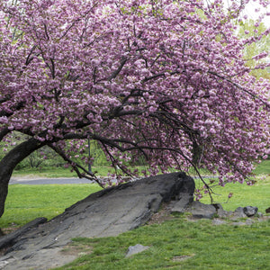 Kwanzan Cherry Tree GT