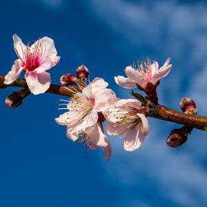 La Feliciana Peach Tree