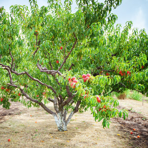 La Feliciana Peach Tree