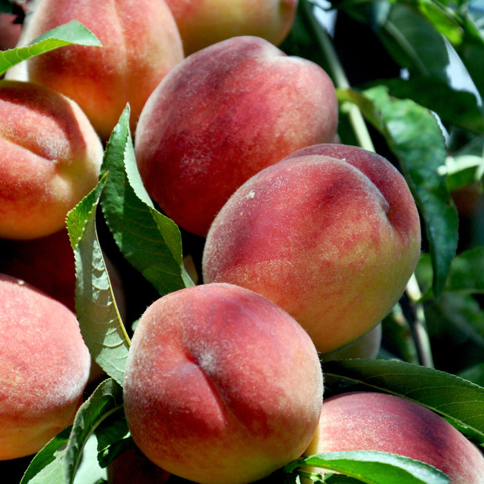 La Feliciana Peach Tree