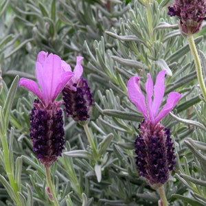 'Silver Anouk' Lavender