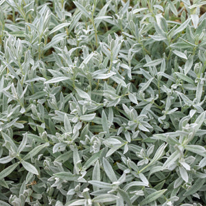 'Silver Anouk' Lavender