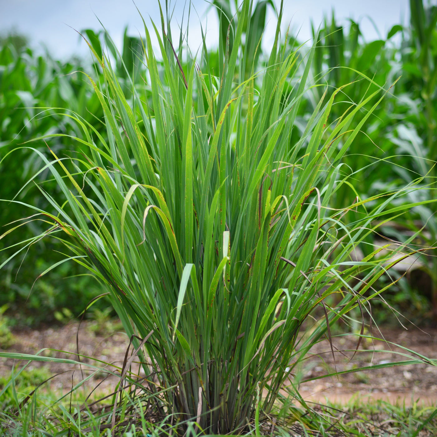 Lemon Grass Plant – Green Thumbs Garden