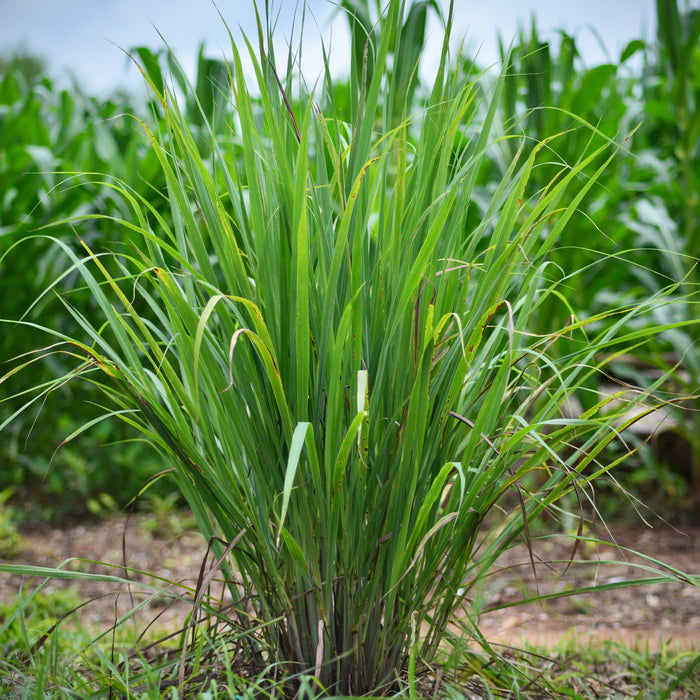 Lemon Grass Plant