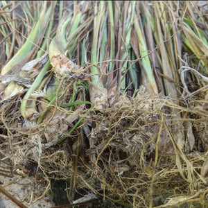 Lemon Grass Plant