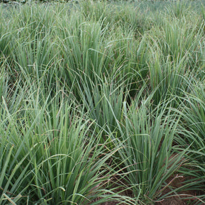 Lemon Grass Plant