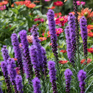 Blazing Stars Liatris