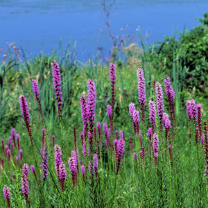 Blazing Stars Liatris