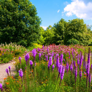 Blazing Stars Liatris