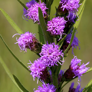 Blazing Stars Liatris