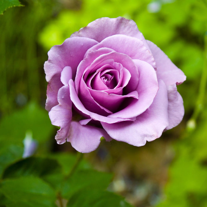 Lagerfeld Grandiflora Rose